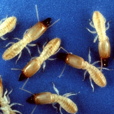 termite subterranean carolina pest north termites control tips