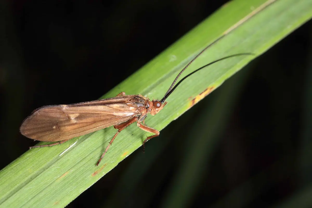 Adult caddisfly resting on green leaf close-up