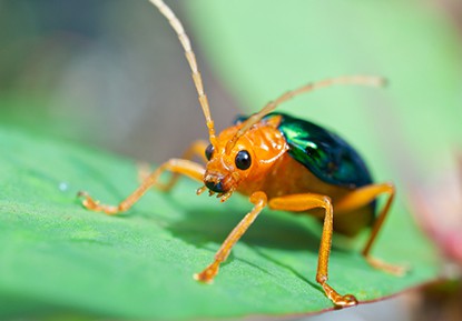 bombardier beetle.