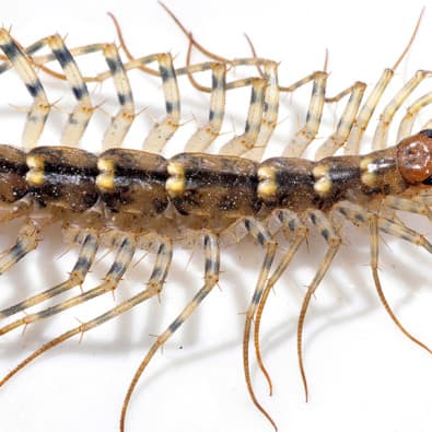 Research Centipede: Green Pest Services