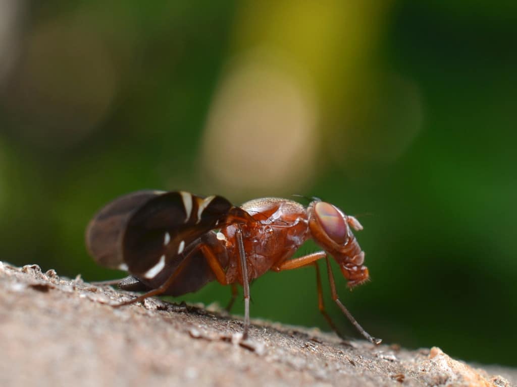 Frankenstein Fly