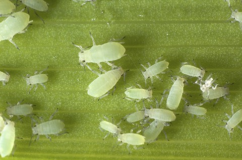 colony of aphids