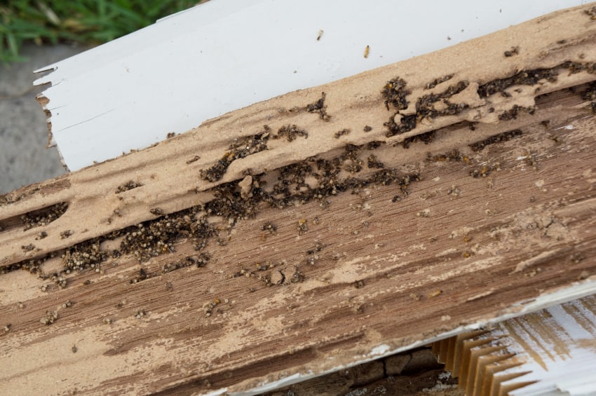 termite damage rotten wood eat nest destroy