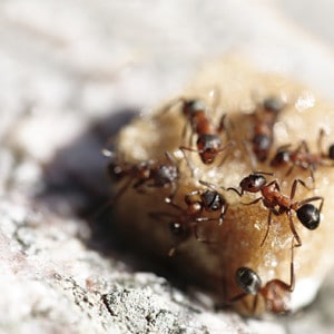 sugarants-300x300.jpg