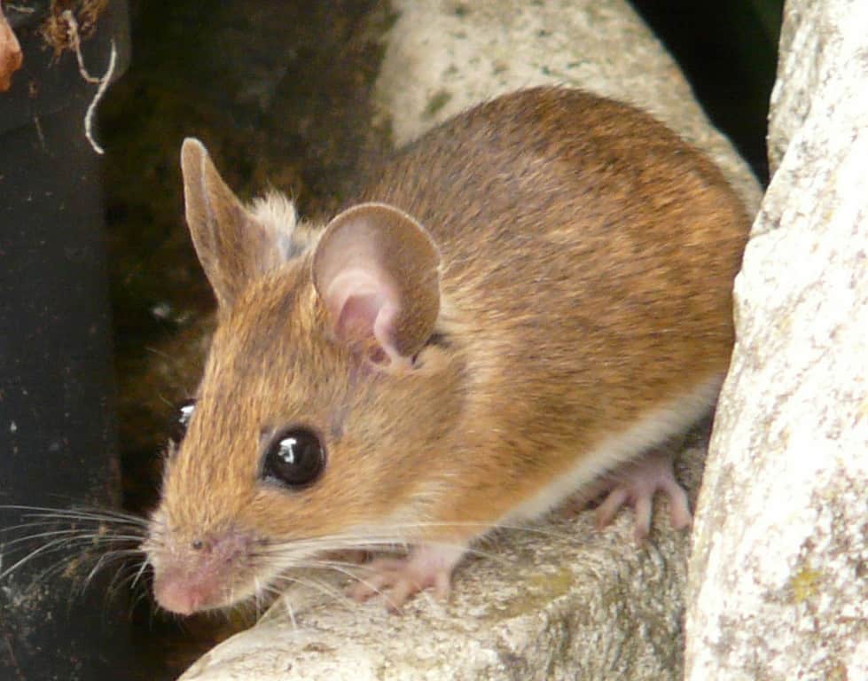 Research Deer Mice: Green Pest Services