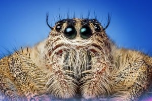a close up image of a jumping spider