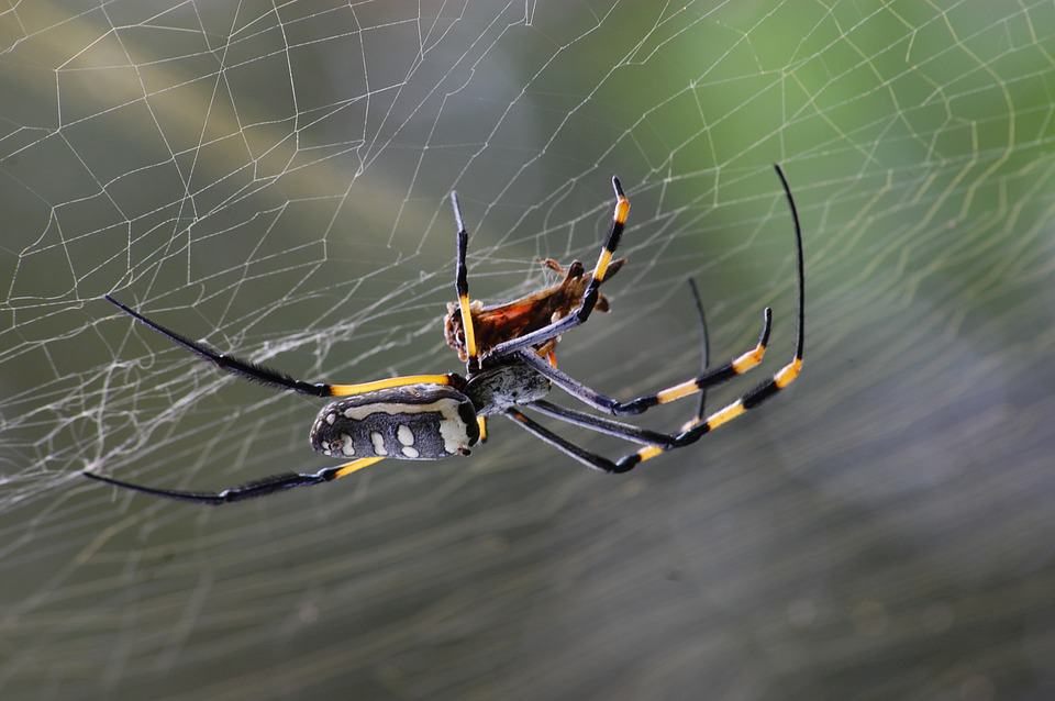 Do Chestnut, Lemon, or Peppermint Scents Repel Spiders?