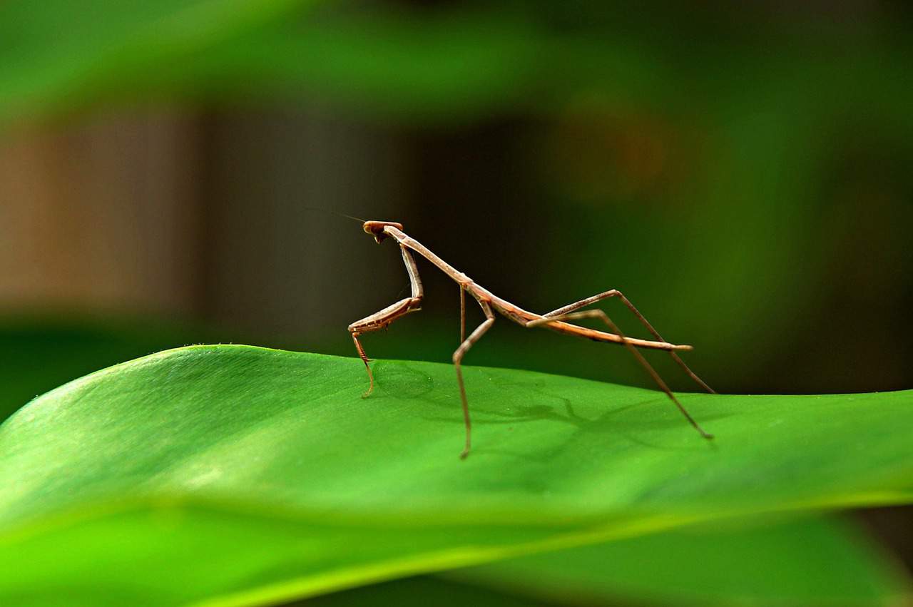 Facts About the Walking Stick Bug