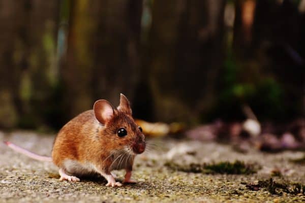 Mice in your car