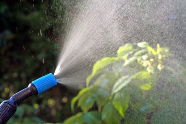 natural insecticide