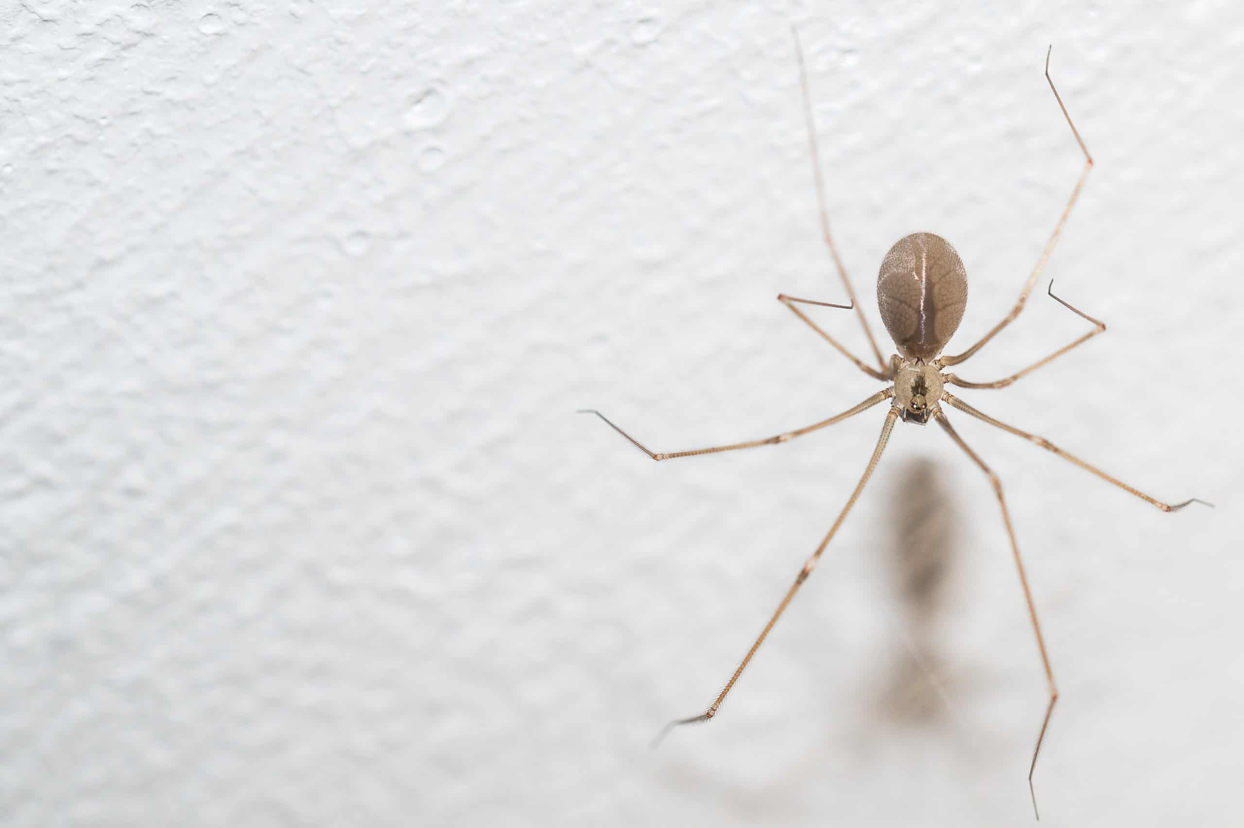 Is It A Cellar Spider Or Daddy Long Legs Hanging Around Your