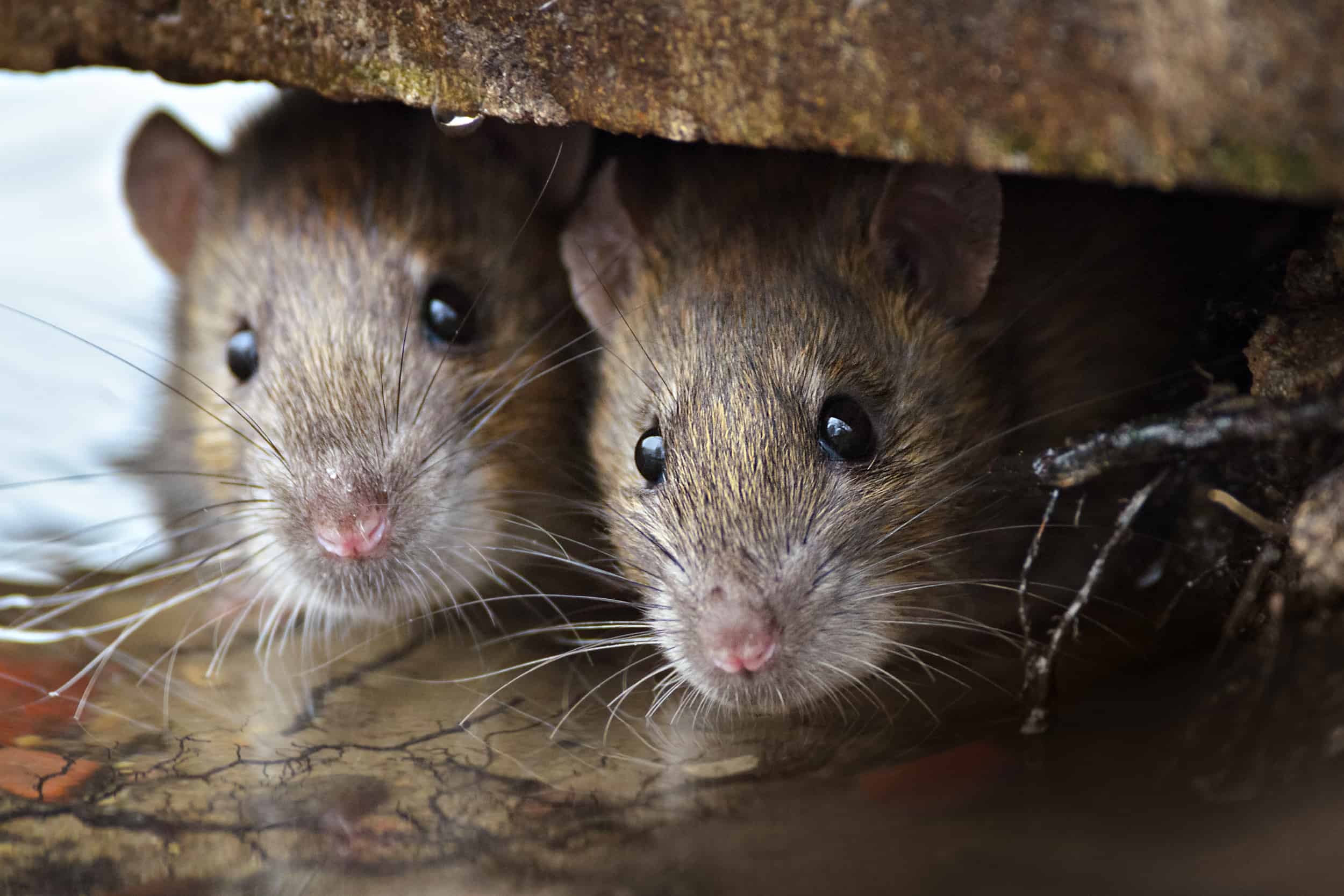 Rodent Control Services in Northern Virginia · ExtermPRO