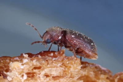 Research Drugstore and Cigarette Beetle: Green Pest Services