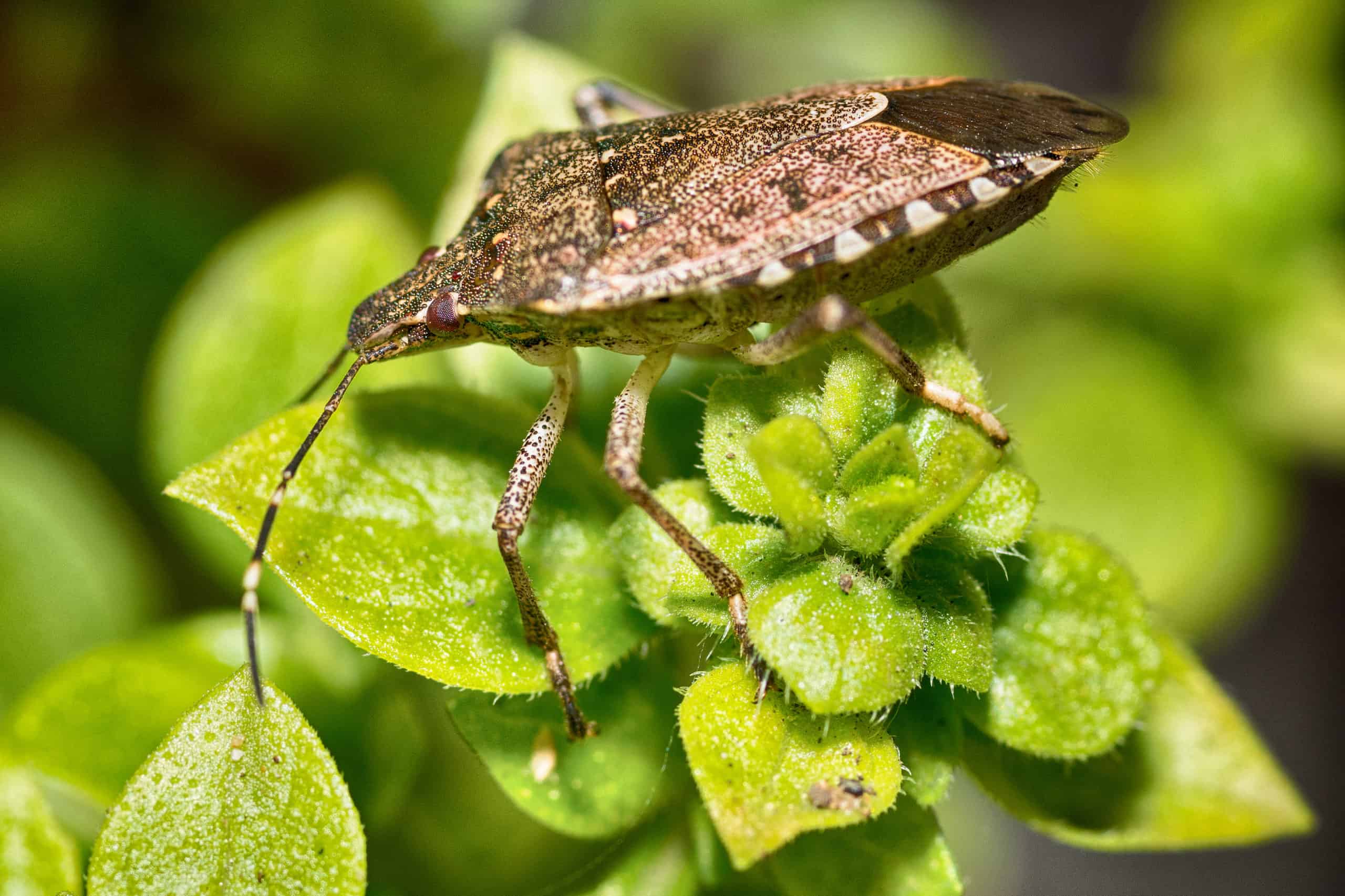 research-stink-bugs-green-pest-services