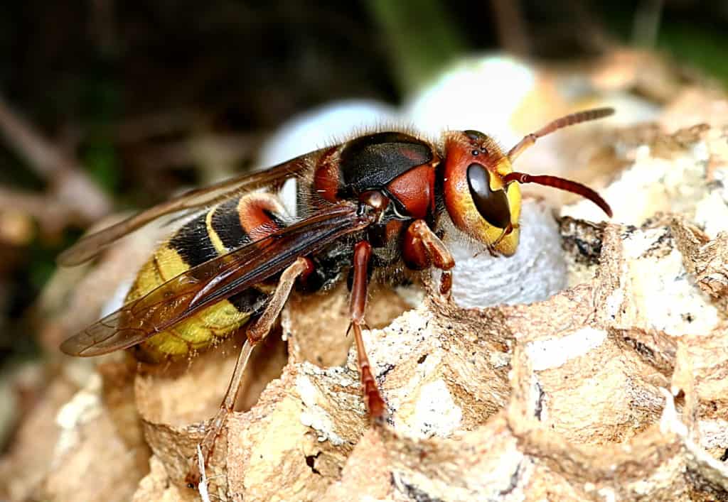 How To Get Rid Of Wasps Updated For 2020