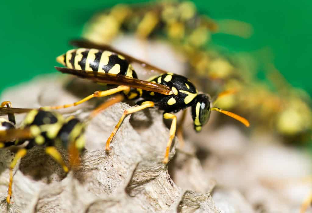 identifying-wasps-by-their-nests-green-pest-services