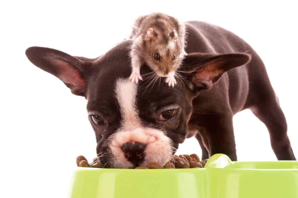 Of Mice and… Dog Food? - Green Pest Services