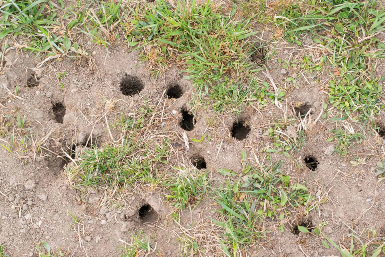 No Voles Allowed 