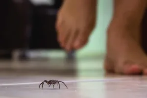 close-up of a spider on the floor with a barefoot person approaching in the background