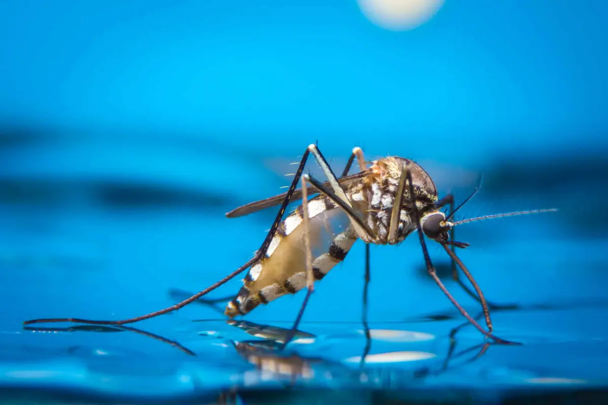 close up of mosquito standing on water surface highlighting breeding conditions