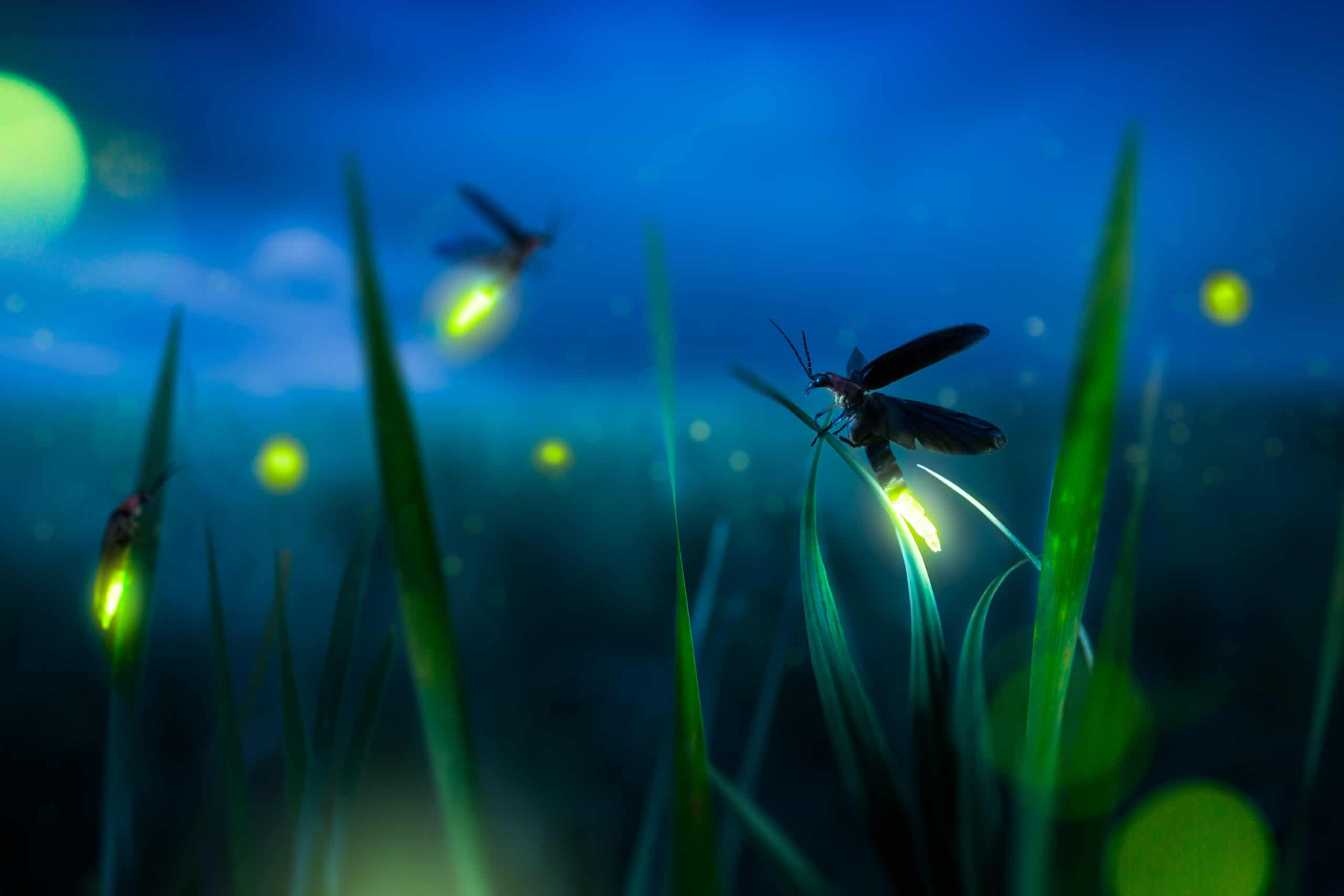 Why Do Some Insects Glow? - Green Pest Services