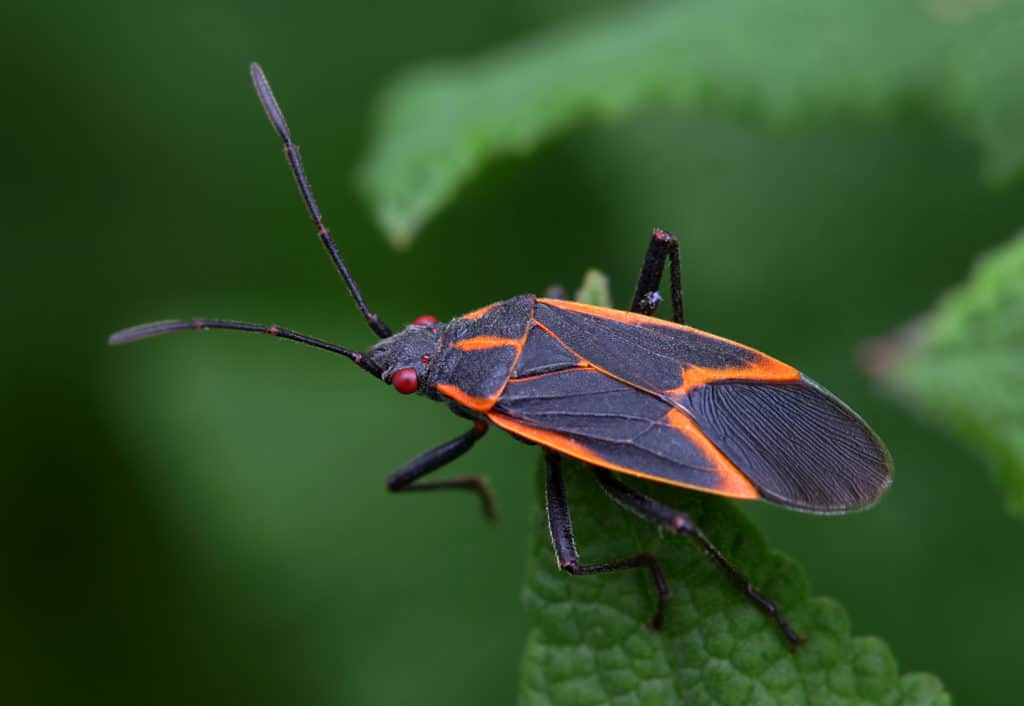 Invasive Insect Pests Invasive Pests And The Destruction In Their Wake