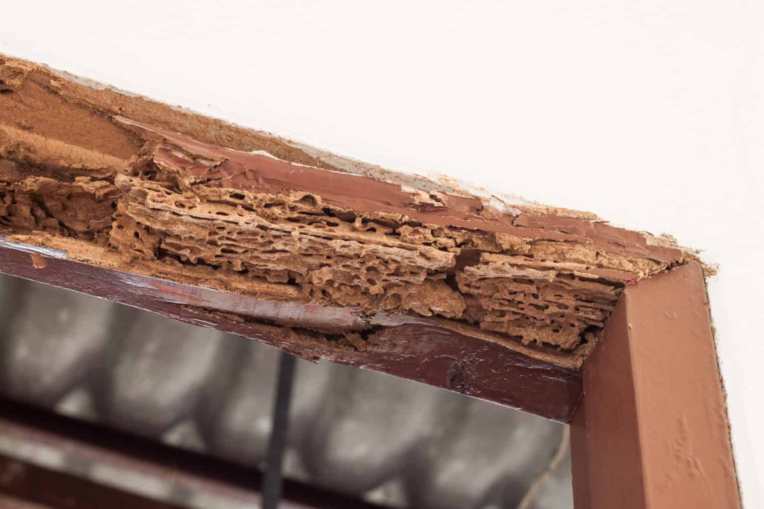 How Fast Can Termites Destroy a Home? Green Pest Services