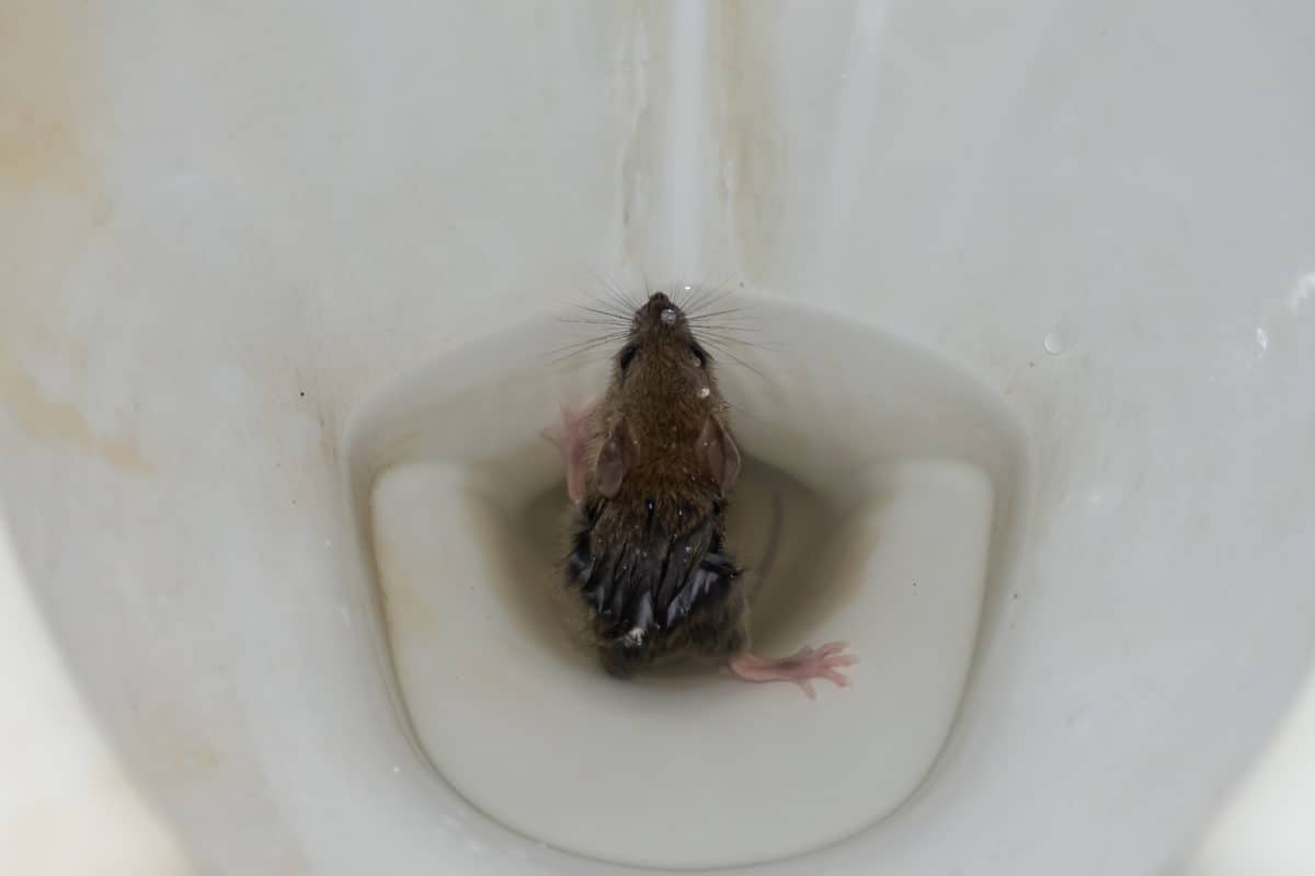 How Rats Can Enter Your Home Through Your Toilet - Green Pest Services