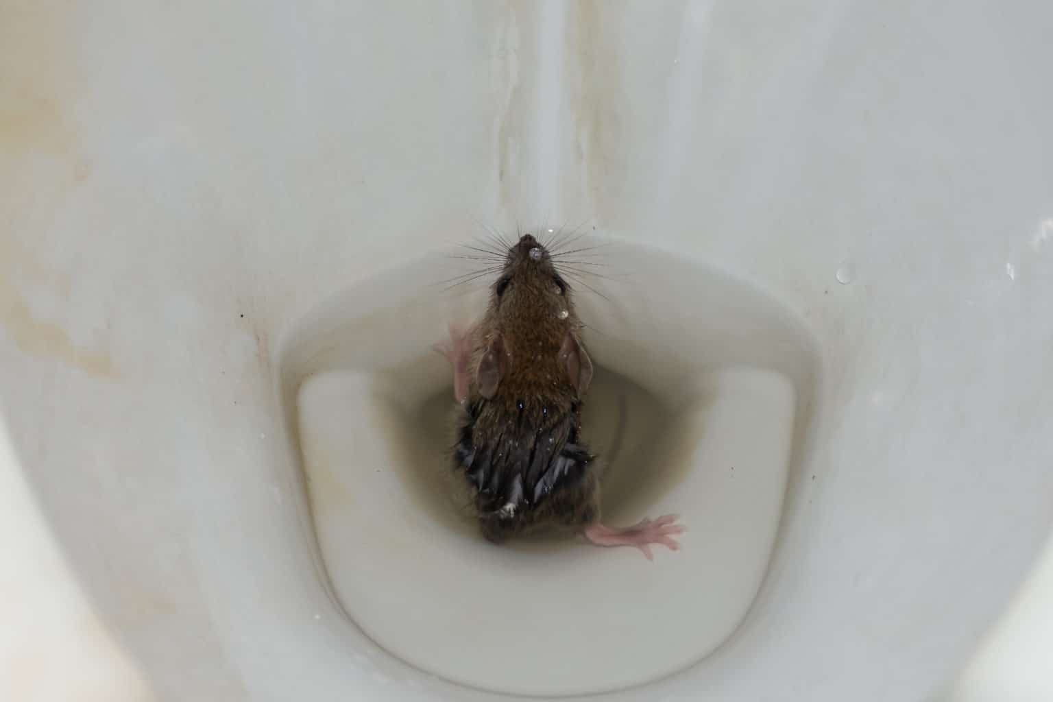 How Rats Can Enter Your Home Through Your Toilet Green Pest Services