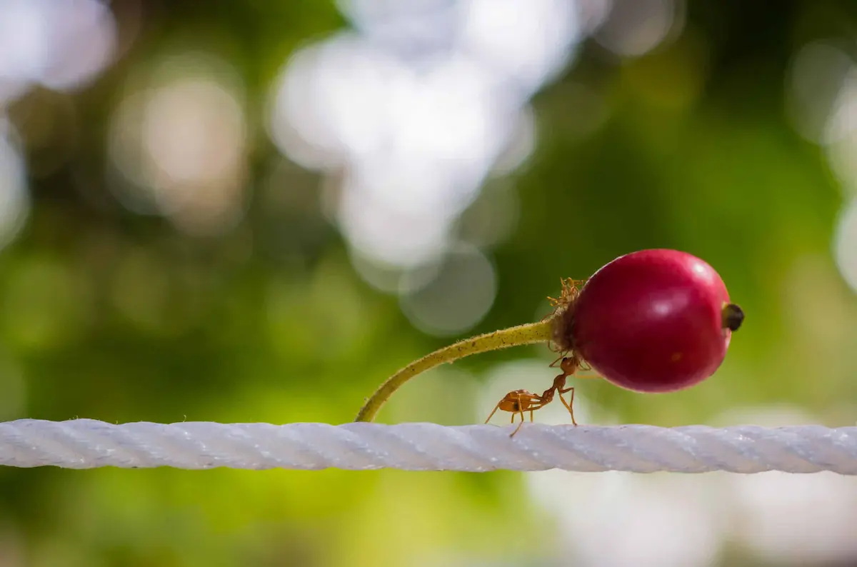close-up of an ant carrying a red berry while walking on a rope outdoors