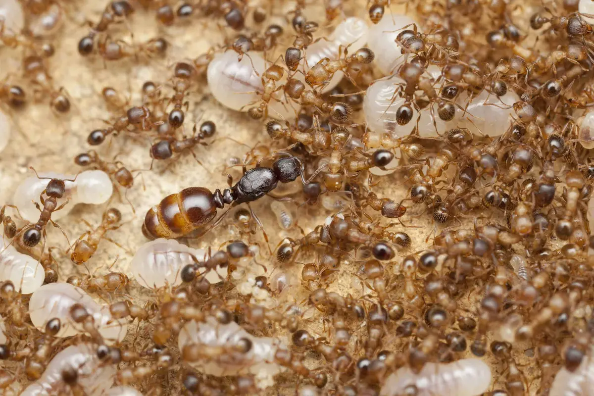 Close-up of ant colony with queen, eggs, and larvae inside nest