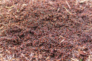 Large ant colony nest with thousands of ants gathered outdoors