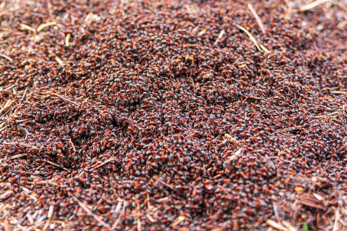 Large ant colony nest with thousands of ants gathered outdoors