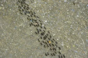 Line of ants forming trail on ground showing colony movement