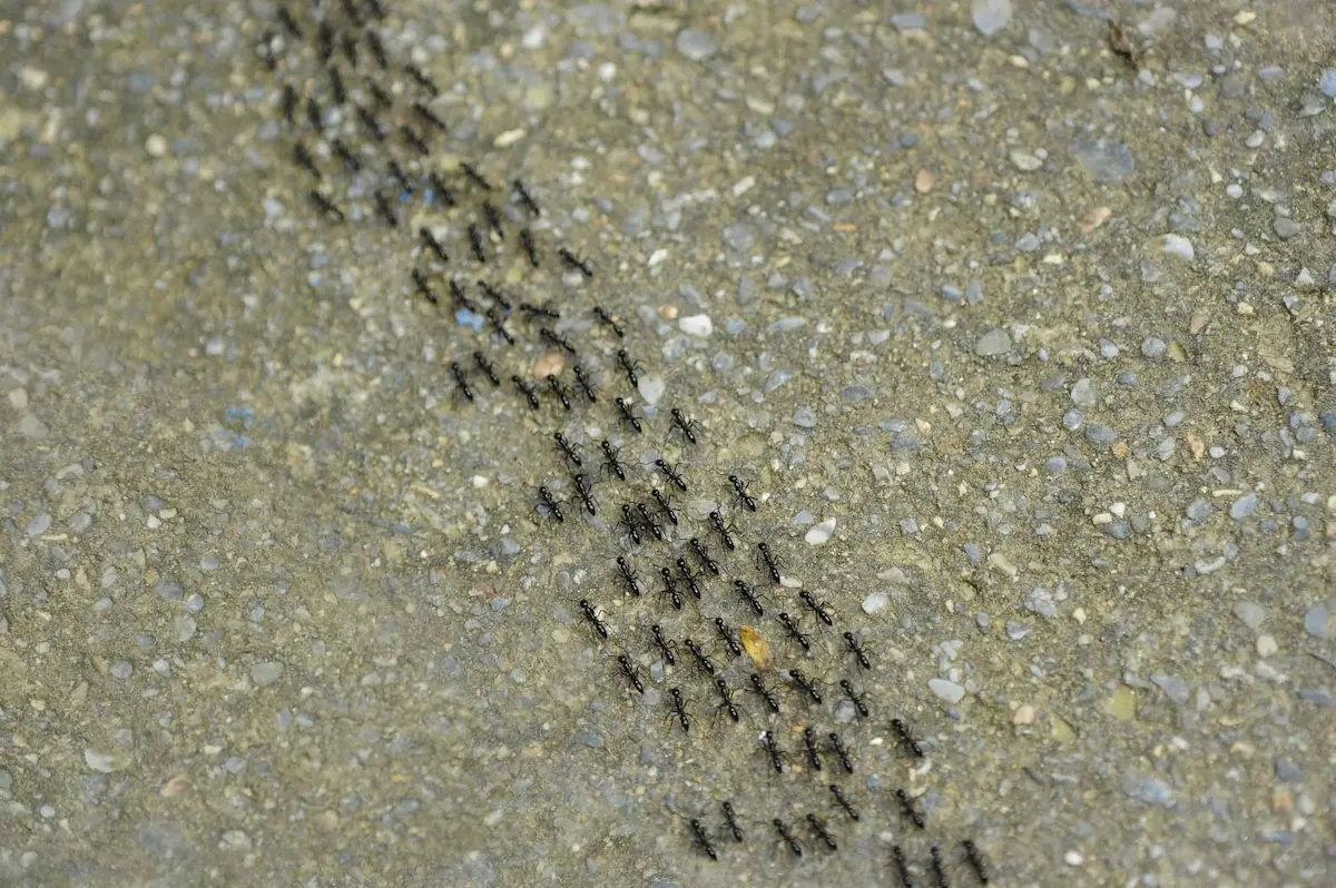 Line of ants forming trail on ground showing colony movement