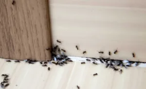 ants entering house through small gap in wall and floor seam showing pest entry point indoors