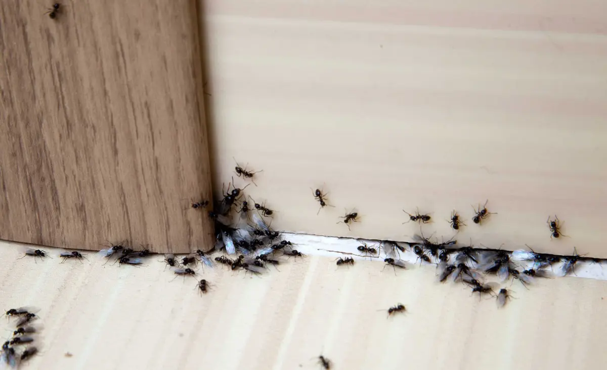 ants entering house through small gap in wall and floor seam showing pest entry point indoors