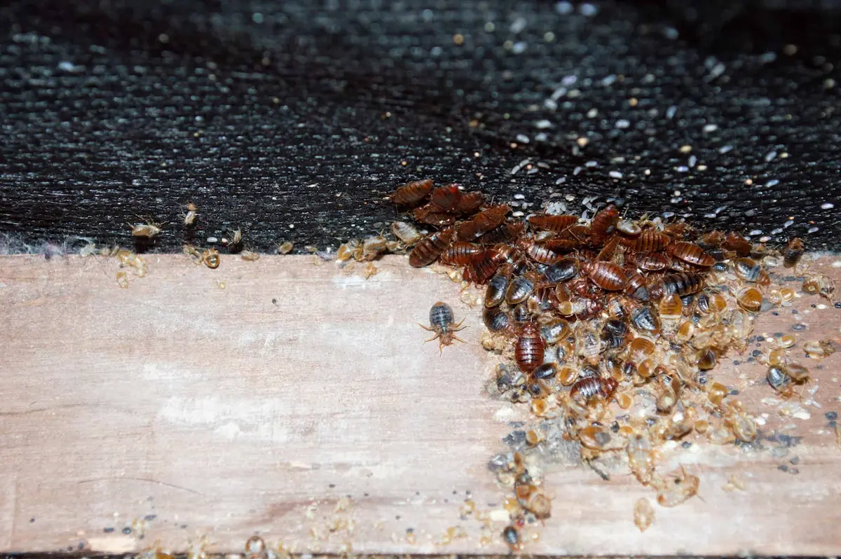 Cluster of bed bugs with eggs and shed skins indicating heavy infestation