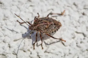 close up of brown marmorated stink bug on wall surface showing shield shaped body and antennae