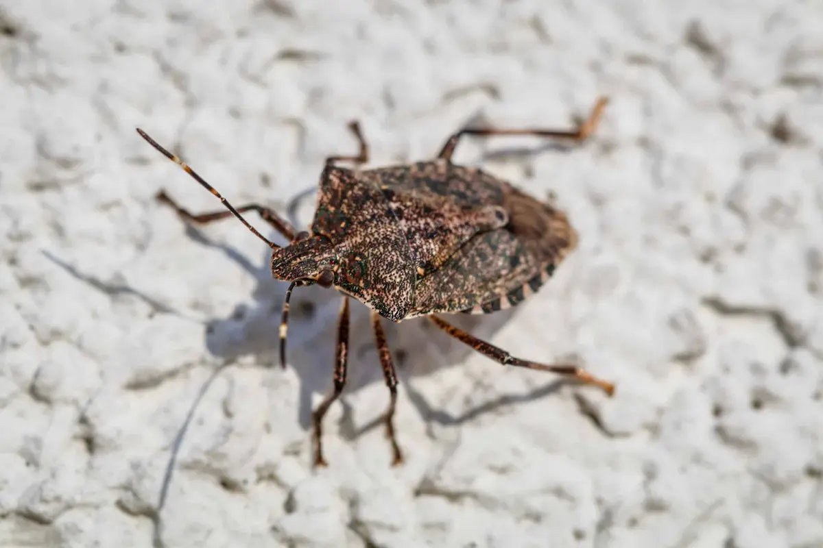 close up of brown marmorated stink bug on wall surface showing shield shaped body and antennae