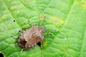 Brown marmorated stink bug resting on green leaf surface