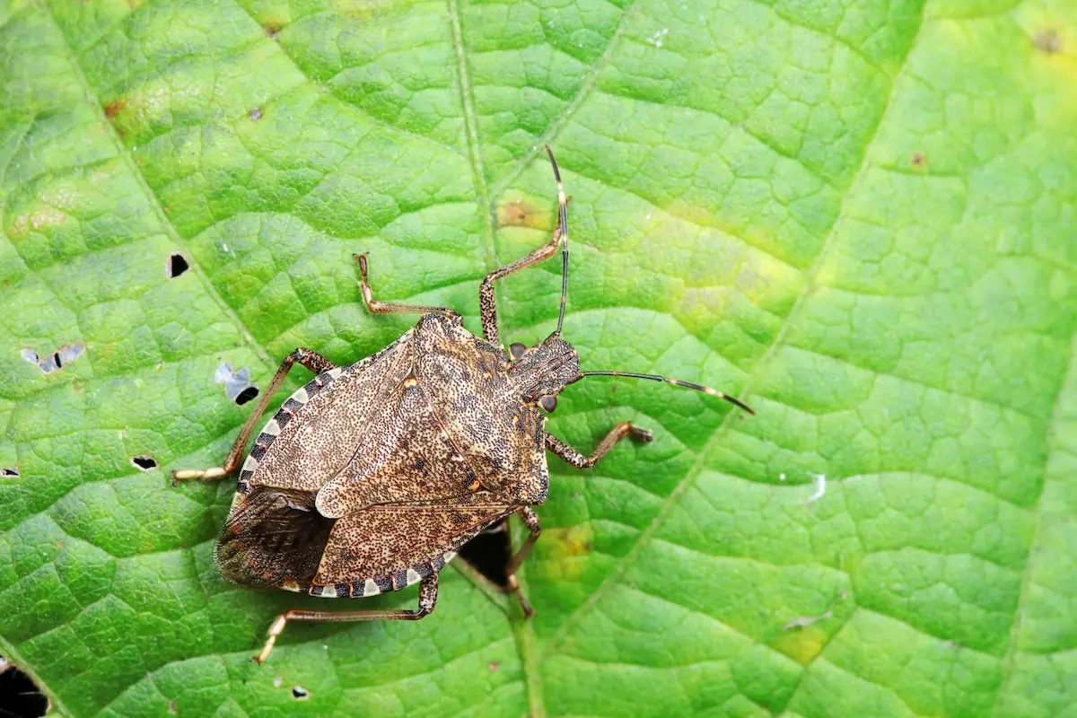 Brown marmorated stink bug resting on green leaf surface