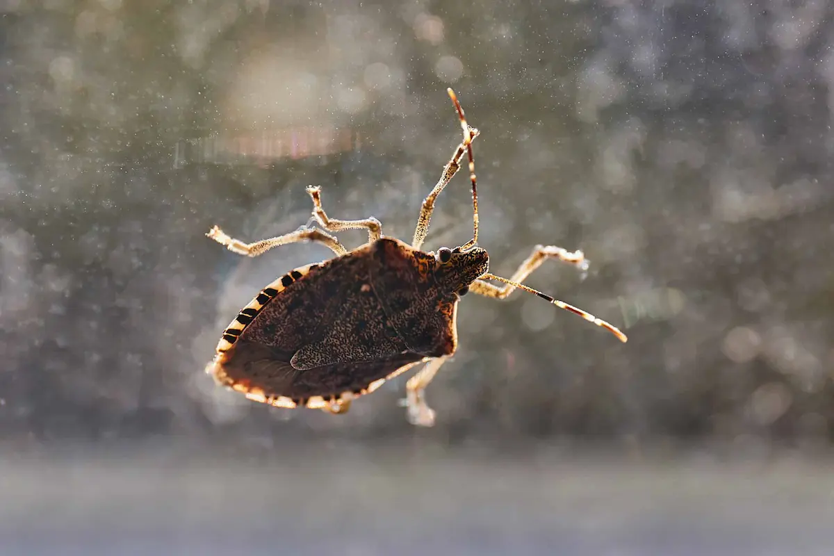 brown marmorated stink bug crawling on indoor wall surface close up showing shield shape and antennae