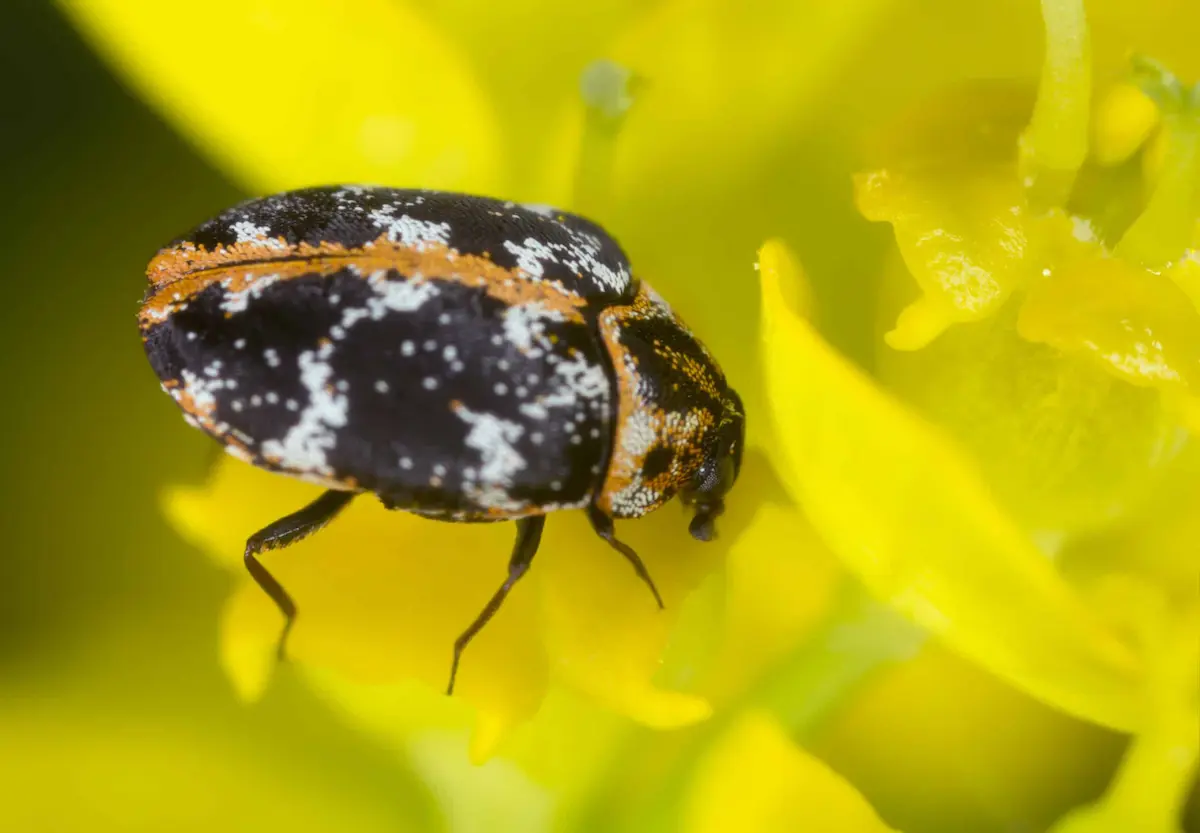 adult carpet beetle on yellow flower macro close up showing patterned shell