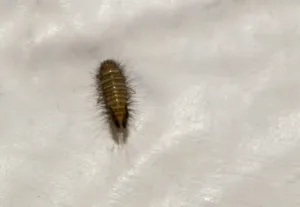 close up of carpet beetle larva on fabric surface showing hairy body and pest detail