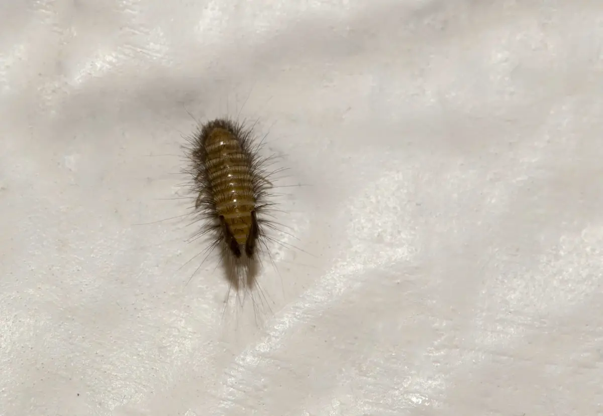 close up of carpet beetle larva on fabric surface showing hairy body and pest detail