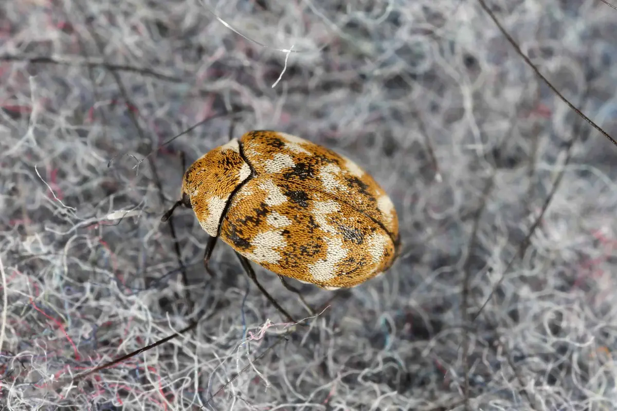 Carpet beetle on fabric surface indicating indoor pest presence