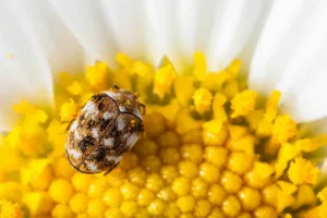 Close-up of a carpet beetle on a flower showing detailed pattern and potential household pest
