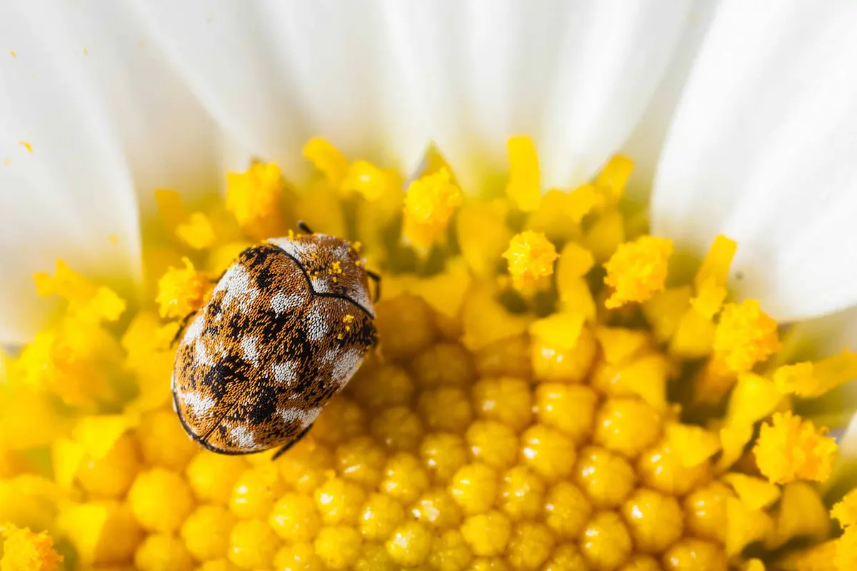 Close-up of a carpet beetle on a flower showing detailed pattern and potential household pest