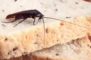 Cockroach crawling on bread indicating food contamination and hygiene risk